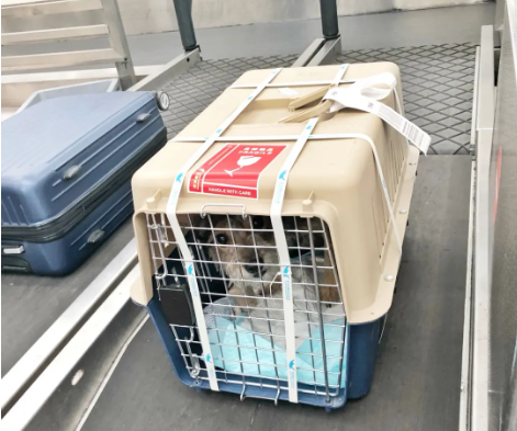 平谷宠物托运 宠物托运公司 机场宠物托运 宠物空运